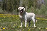 LABRADOR 985